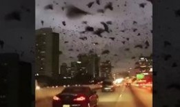 珠海金湾爆料事件最新情况,最新进展揭秘，真相逐步浮出水面